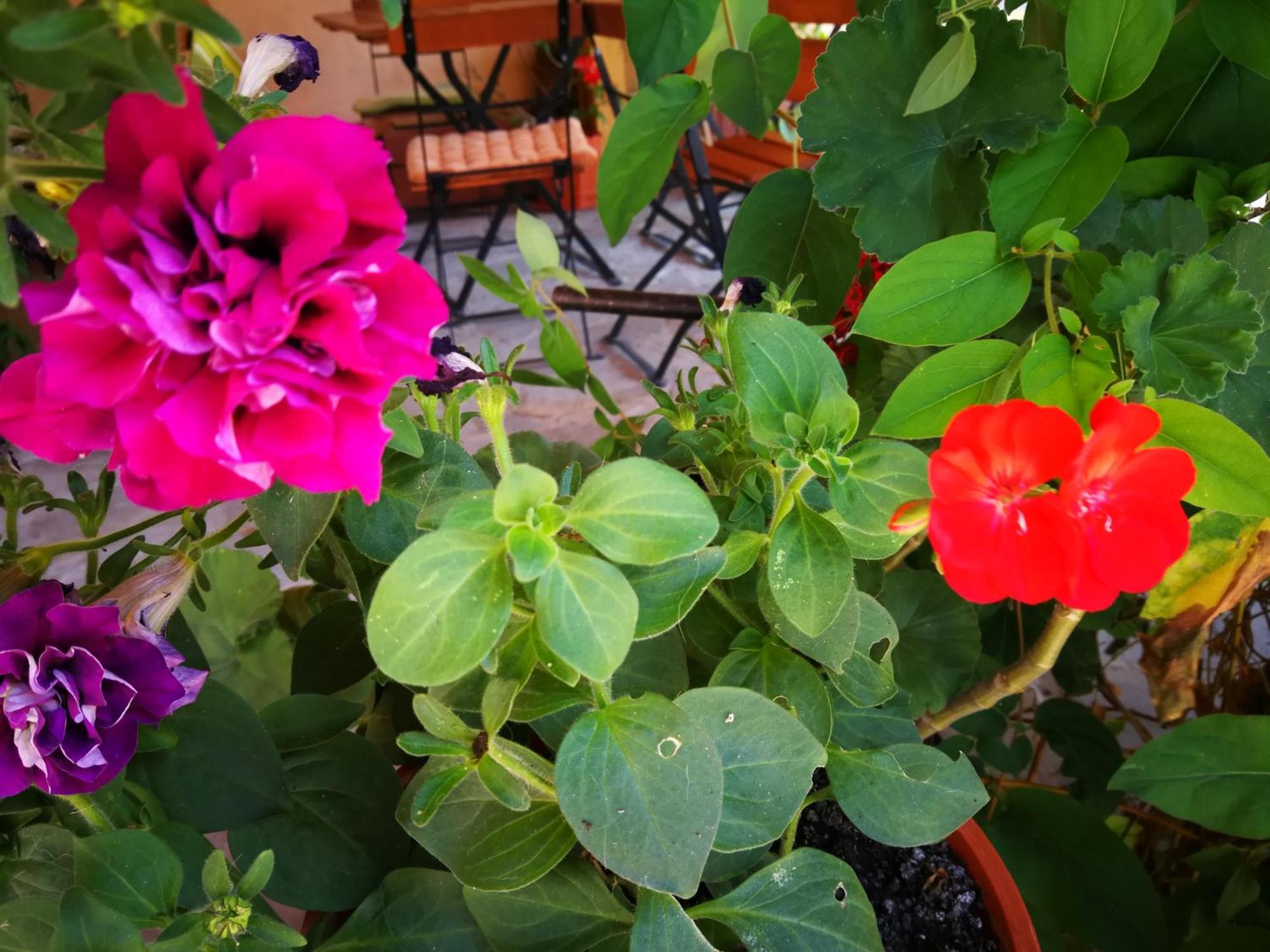 Vila Speranta Pleşcoi Exteriér fotografie